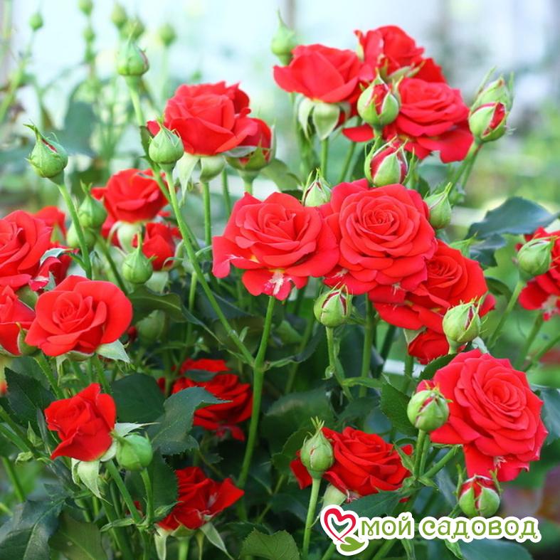 Роза спрей Мирабель