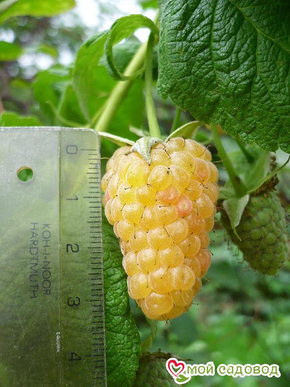 Малина Желтый Гигант