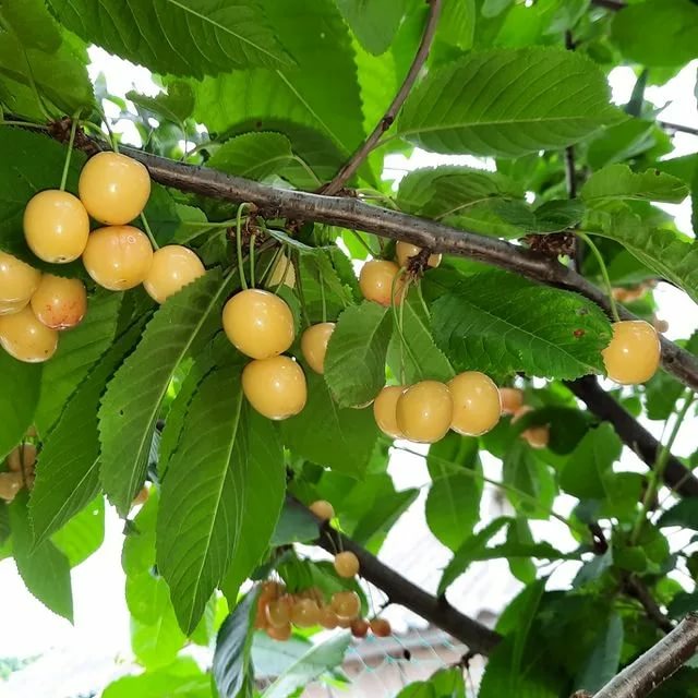 Черешня Чермашная