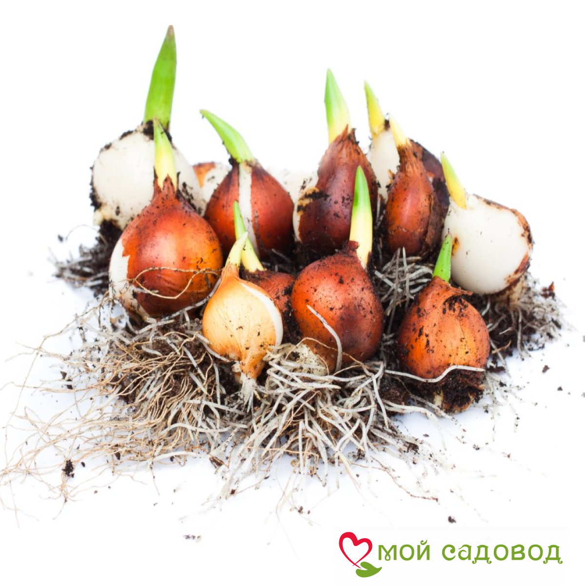 Тюльпан Этернал Флейм