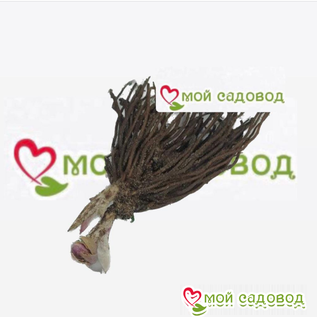 Морозник Фин Чарм