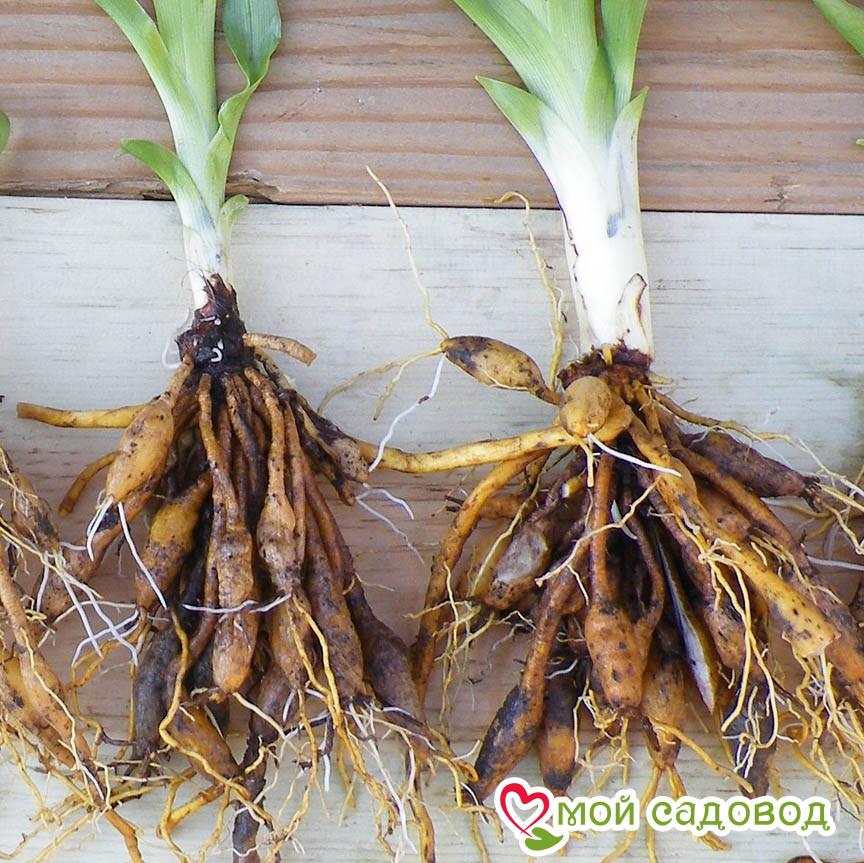 Лилейник Блю Нимб